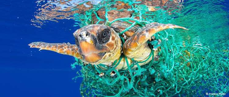 Disentangling the Sea Turtles